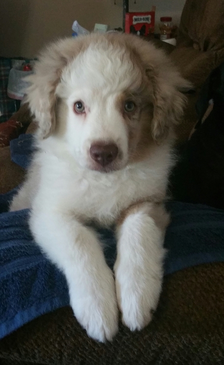 Brody