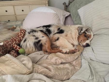 Dallas napping