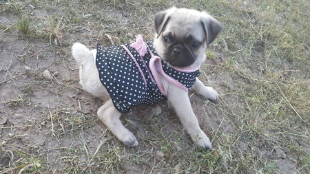 Nala