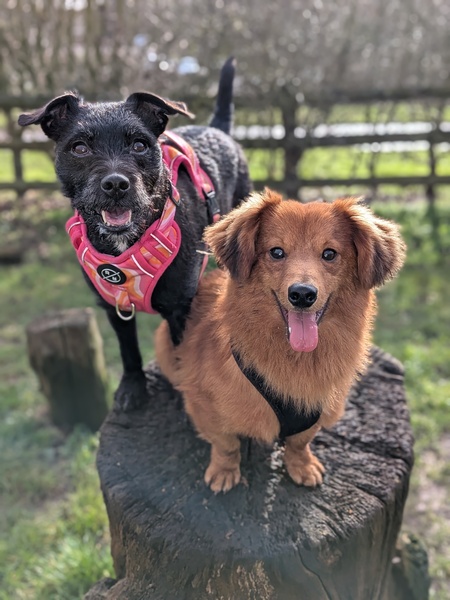 Entry image for Elphaba and Rudi. Clicking this image will show a larger photo