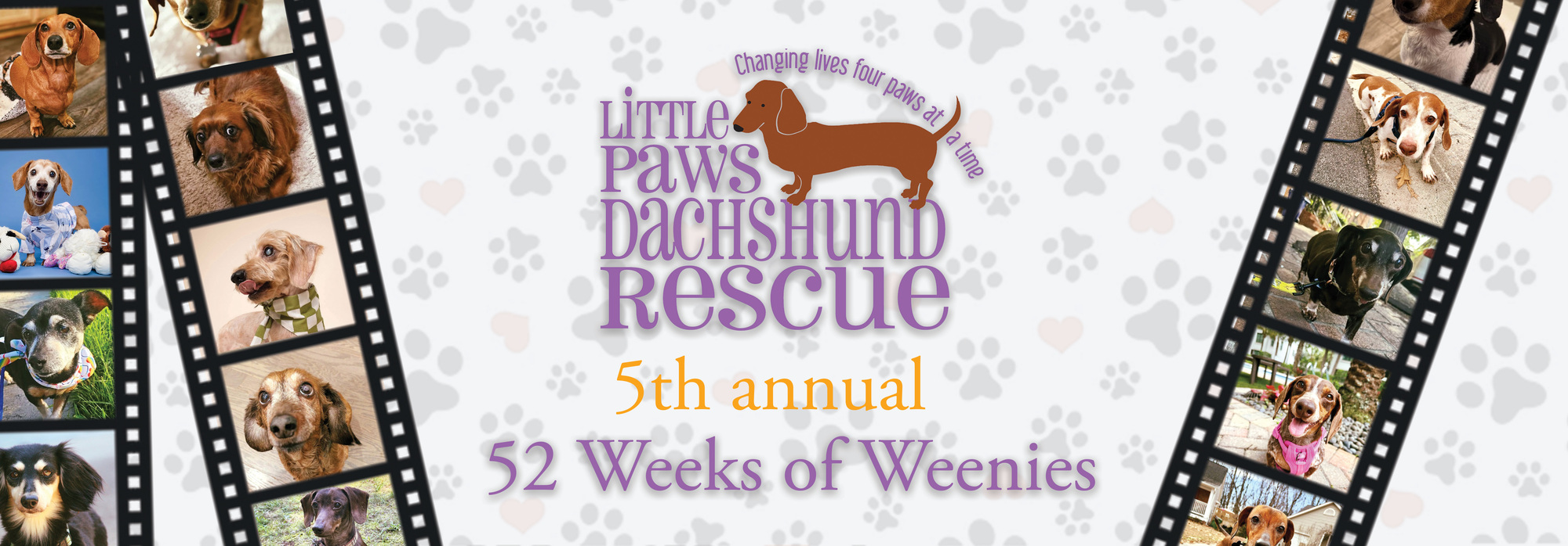 Banner for 5th Annual Little Paws Dachshund Rescue Photo Calendar Contest – 52 Weeks of Weenies