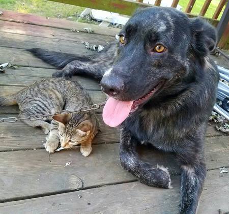 Teddy Bear with her kitten sister, Skye