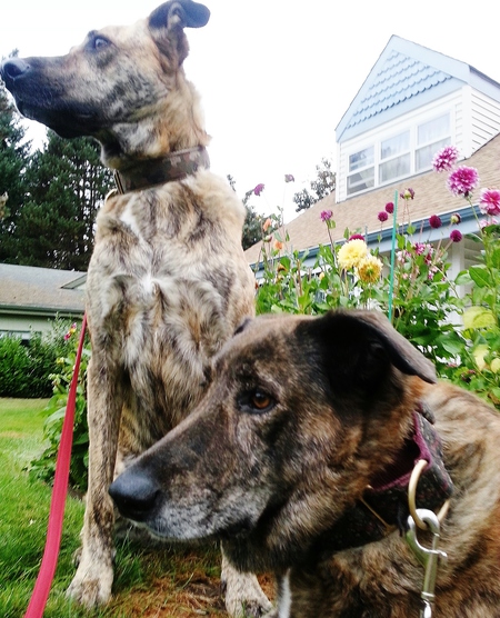 Whimsy and Sophie