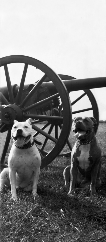 Ruger and Roxy