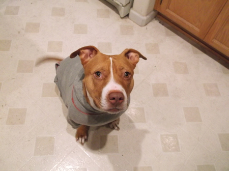 Hazel