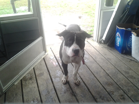 BabyDog