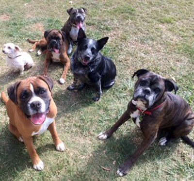 Bandit, Casper, Kosta, Zeus, Teddy and Jack