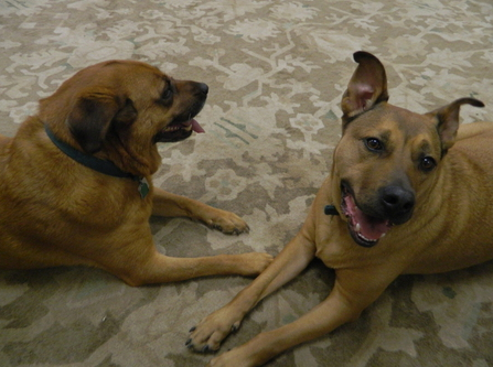 Murmur and Hub
