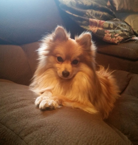 Duchess