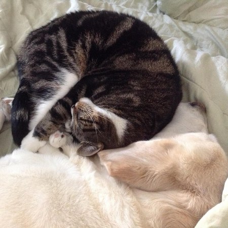 Pansy and Mukh