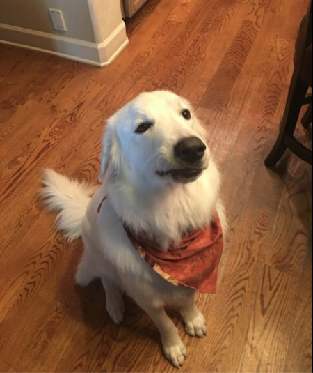 Gracie