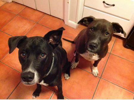 Dexter and Eli