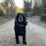Entry image for Diego