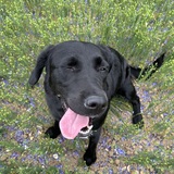 Entry image for Bonnie 