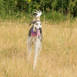 Entry image for Nell 