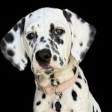 Entry image for Dilly
