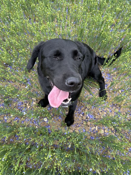 Entry image for Bonnie . Clicking this image will show a larger photo