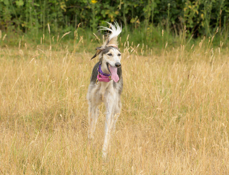 Entry image for Nell . Clicking this image will show a larger photo