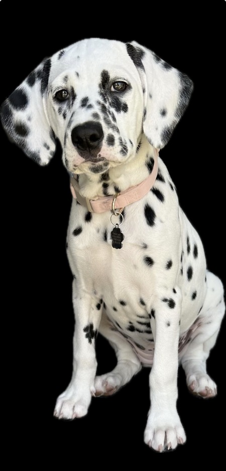 Entry image for Dilly. Clicking this image will show a larger photo