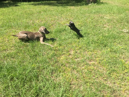 Mufasa & Ariana