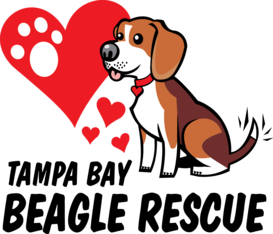 Logo for 2027 Tampa Bay Beagle Rescue Calendar Contest