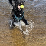 Entry image for Beau