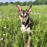 Entry image for Meeka