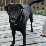 Entry image for Barkley