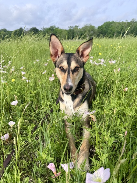 Entry image for Meeka. Clicking this image will show a larger photo
