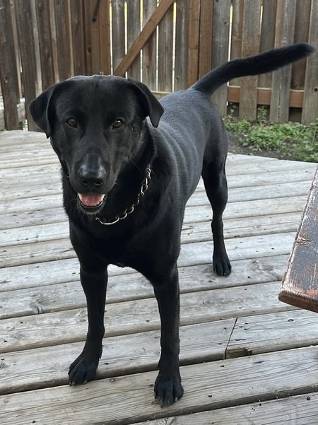 Entry image for Barkley. Clicking this image will show a larger photo