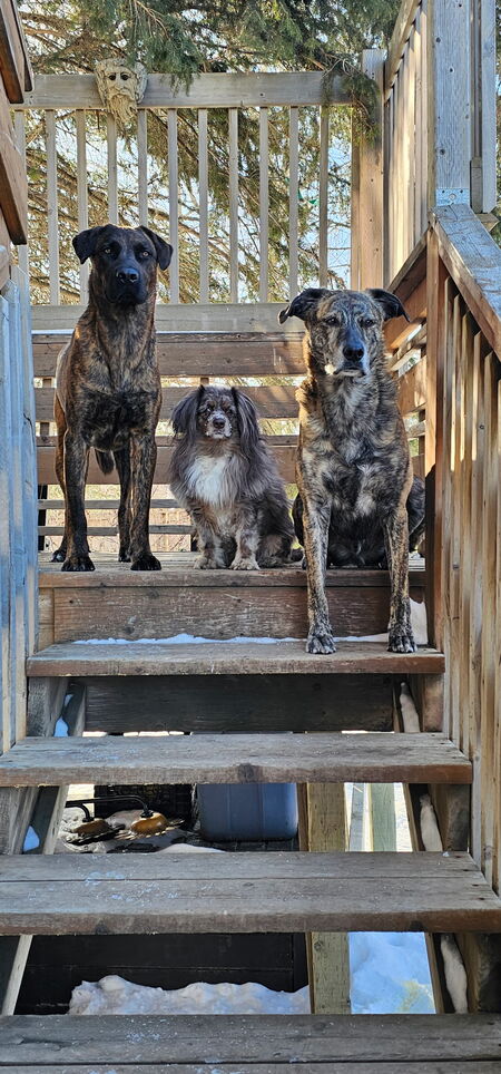 Entry image for Major, Remi, Hitch. Clicking this image will show a larger photo