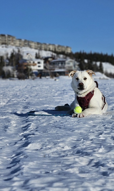 Entry image for Sugar. Clicking this image will show a larger photo