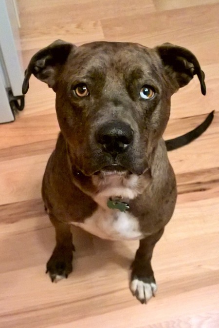 Brutus