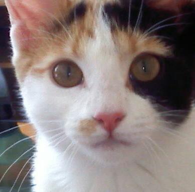 Sophie