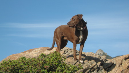 Abbie