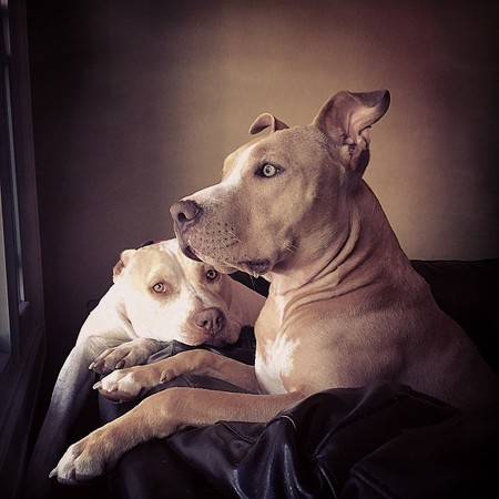 Lulu and Gemma