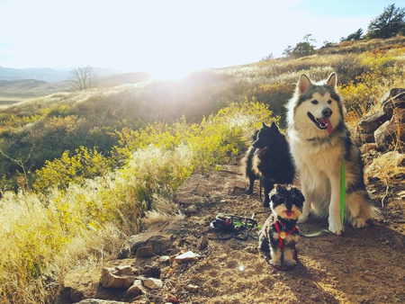 Pearl, Haiku, & Kuma