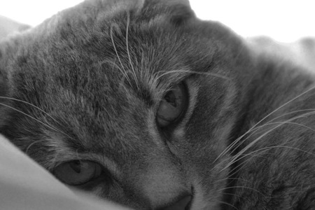 Gracie