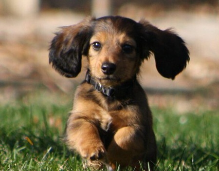 Toby