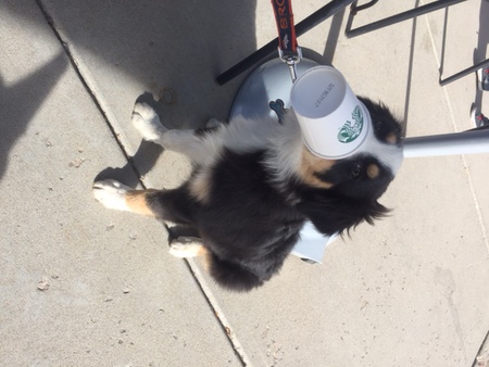 Bronco d.o.g.