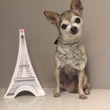Entry image for Chica 