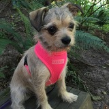 Entry image for Lucy 