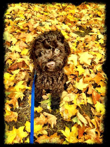 Entry image for Roscoe . Clicking this image will show a larger photo