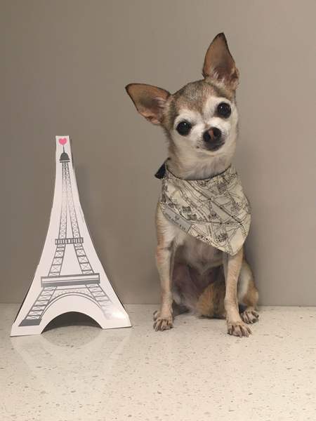 Entry image for Chica . Clicking this image will show a larger photo