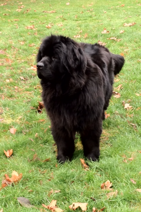Entry image for Gus. Clicking this image will show a larger photo