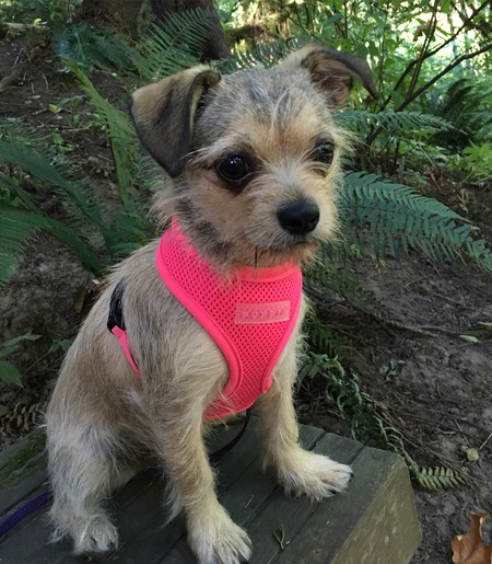 Entry image for Lucy . Clicking this image will show a larger photo