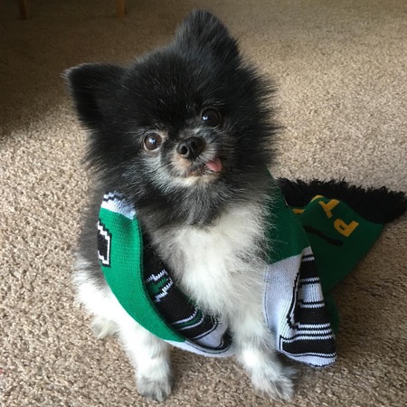 Entry image for Gizmo. Clicking this image will show a larger photo