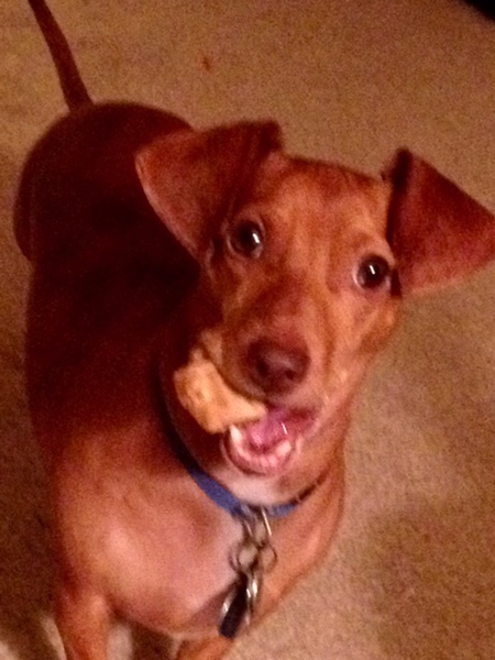 Entry image for Georgie. Clicking this image will show a larger photo