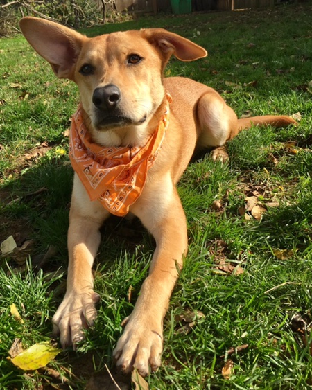 Entry image for Joey Django Dingo Dog. Clicking this image will show a larger photo