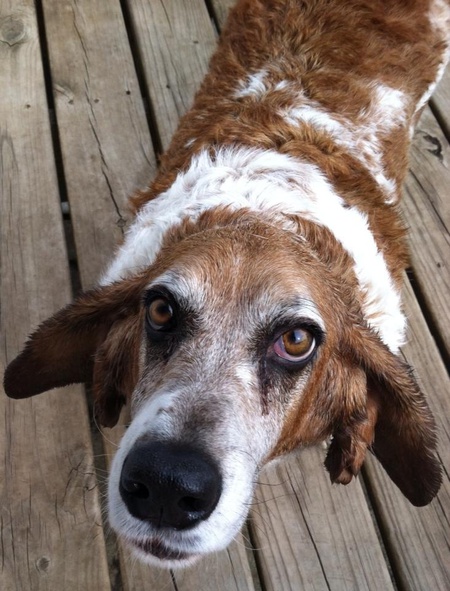 Droopy